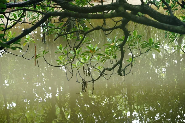 Mangrovníkový Les Moře Iriomote Isaland — Stock fotografie