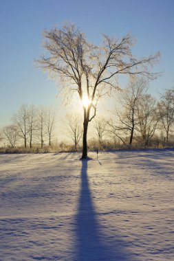 Kış sabahı büyük bir ağaç