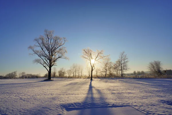 Árvore Grande Manhã Inverno — Fotografia de Stock
