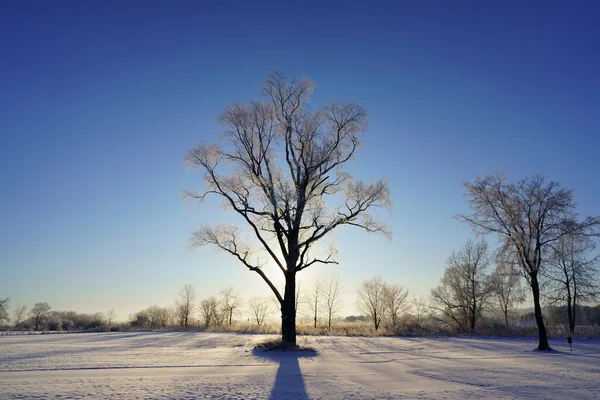 Árvore Grande Manhã Inverno — Fotografia de Stock