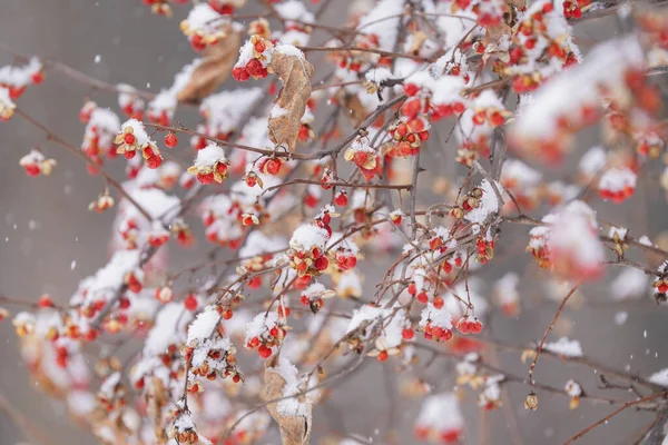 Rowan Kışın Kar — Stok fotoğraf