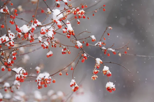 Rowan Kışın Kar — Stok fotoğraf