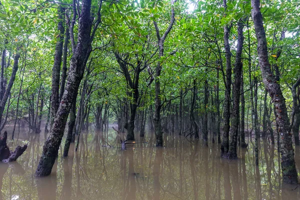 Bosque Manglares Isla Iriomote —  Fotos de Stock