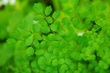 İriomote adasındaki yabani otlar