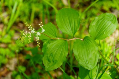 İriomote adasındaki yabani otlar