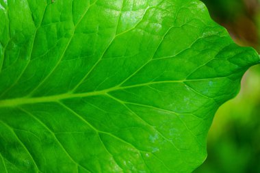 İriomote adasındaki yabani otlar