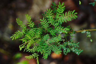 İriomote adasındaki yabani otlar