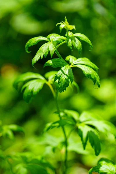 Wild Grass Iriomote Island — Stock Photo, Image