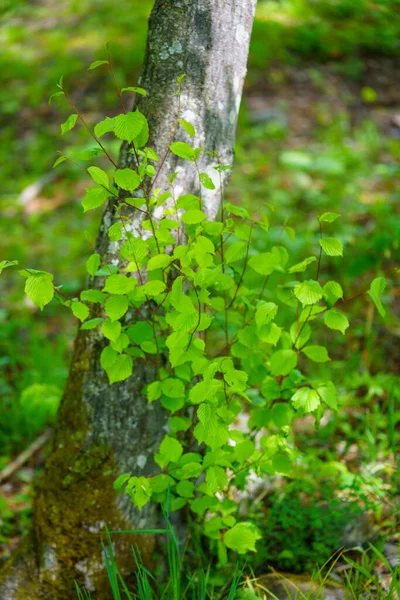 Divoká Tráva Ostrově Iriomote — Stock fotografie