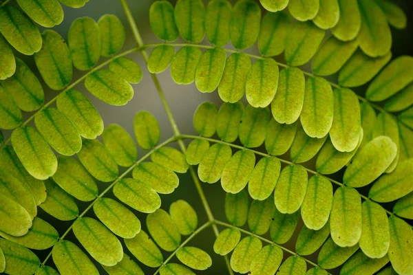 西表島の野草 — ストック写真