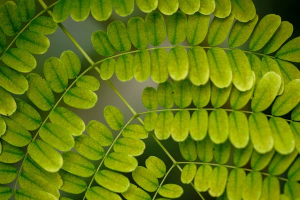 Hierba Silvestre Isla Iriomote — Foto de Stock