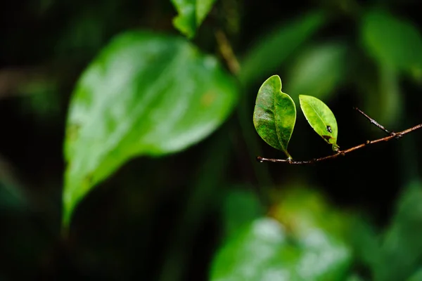 Wildes Gras Iriomote Island — Stockfoto