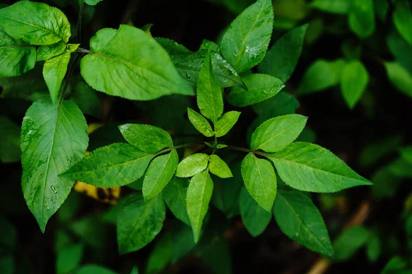 Wildes Gras Iriomote Island — Stockfoto