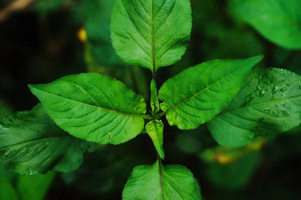 Herbe Sauvage Dans Île Iriomote — Photo