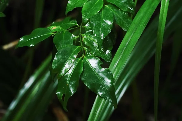 İriomote adasındaki yabani otlar