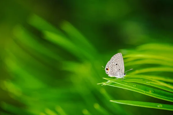 Petits Lycaenidae Cyca Vert — Photo