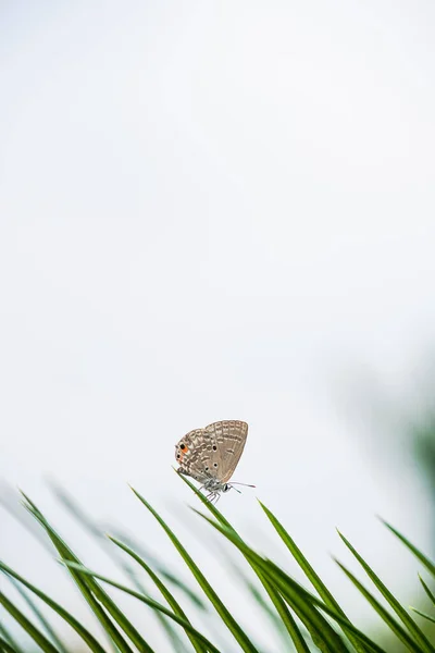 Маленькие Lycaenidae Зеленой Цикаде — стоковое фото