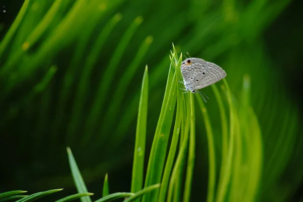 Lycaenidae Pequeno Cycad Verde — Fotografia de Stock