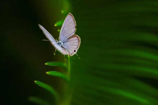 Lycaenidae Pequeno Cycad Verde — Fotografia de Stock