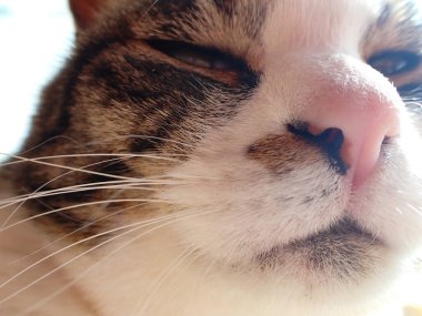 Kedi yüzünü odaya kapat.