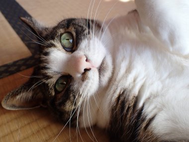 Kedi yüzünü odaya kapat.