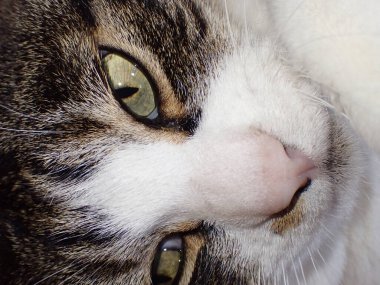 Kedi yüzünü odaya kapat.