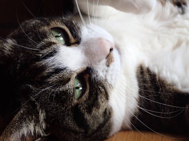 Kedi yüzünü odaya kapat.