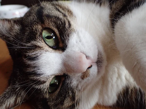 Close Katzengesicht Zimmer — Stockfoto