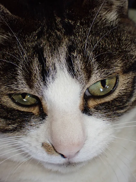 Close Katzengesicht Zimmer — Stockfoto