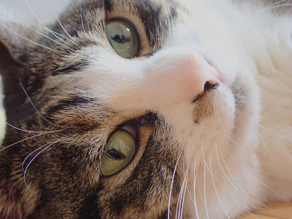 Close Katzengesicht Zimmer — Stockfoto