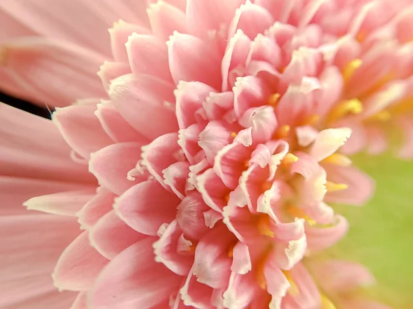 关闭了粉色非洲菊朵花 — 图库照片