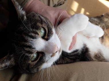 Japon odasında yalan söyleyen kedi.