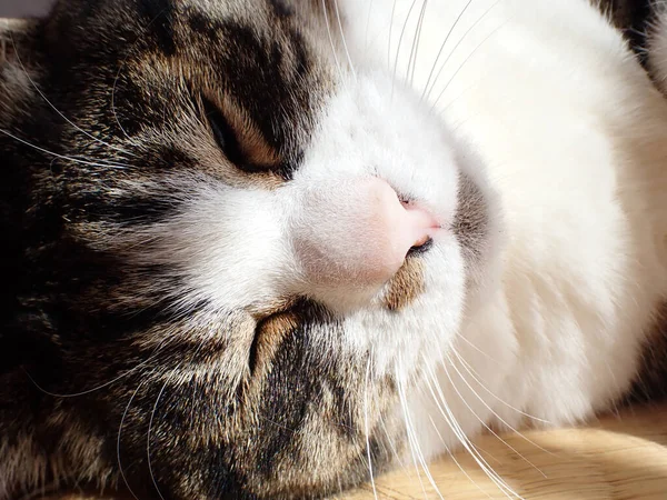 Lying Cat Japan Room — Stock Photo, Image