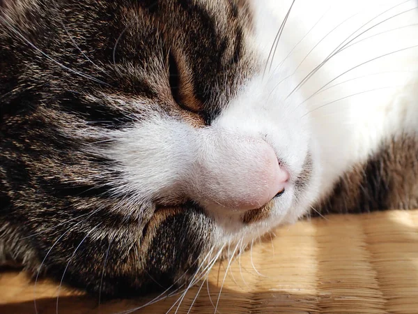 Лежащая Кошка Японской Комнате — стоковое фото