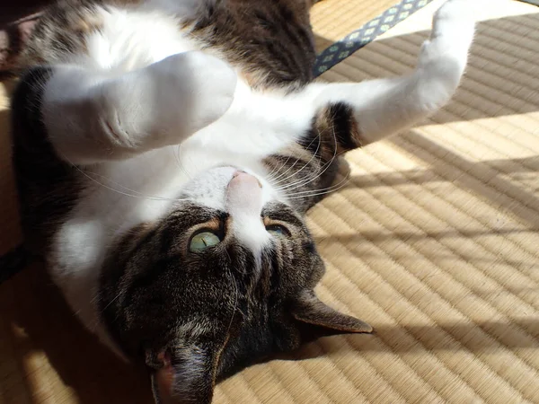 Liegende Katze Japanischen Zimmer — Stockfoto