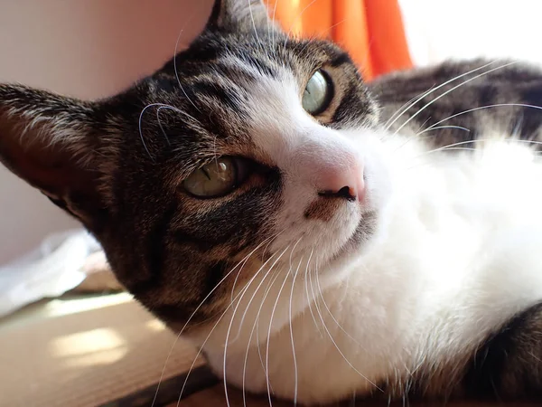 Liegende Katze Japanischen Zimmer — Stockfoto