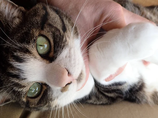 Liegende Katze Japanischen Zimmer — Stockfoto