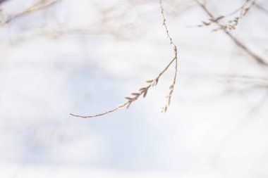 pussy willow in spring hokkaido