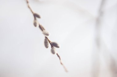 pussy willow in spring hokkaido