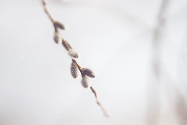 Salgueiro Buceta Primavera Hokkaido — Fotografia de Stock