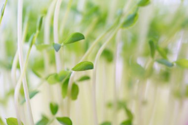 Beyaz arkaplanda turp filizleri