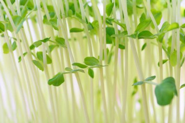 Beyaz arkaplanda turp filizleri