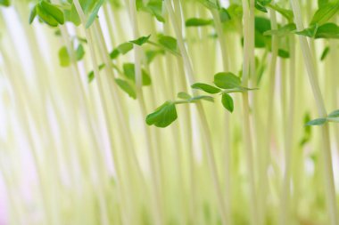 Beyaz arkaplanda turp filizleri