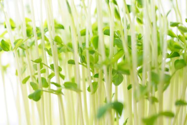 Beyaz arkaplanda turp filizleri