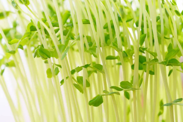 Radish Sprouts White Background Stock Photo