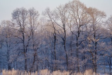 Kışın don kaplı ağaç