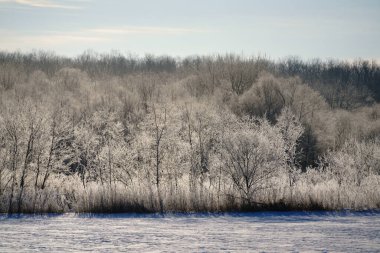 Kışın don kaplı ağaç