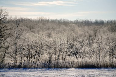 Kışın don kaplı ağaç