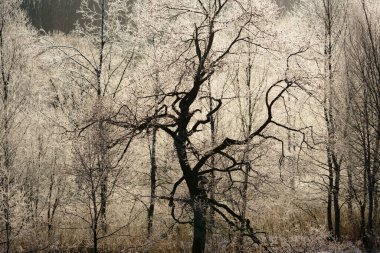 Kışın don kaplı ağaç