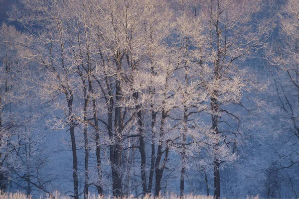 Arbre Couvert Gel Hiver — Photo